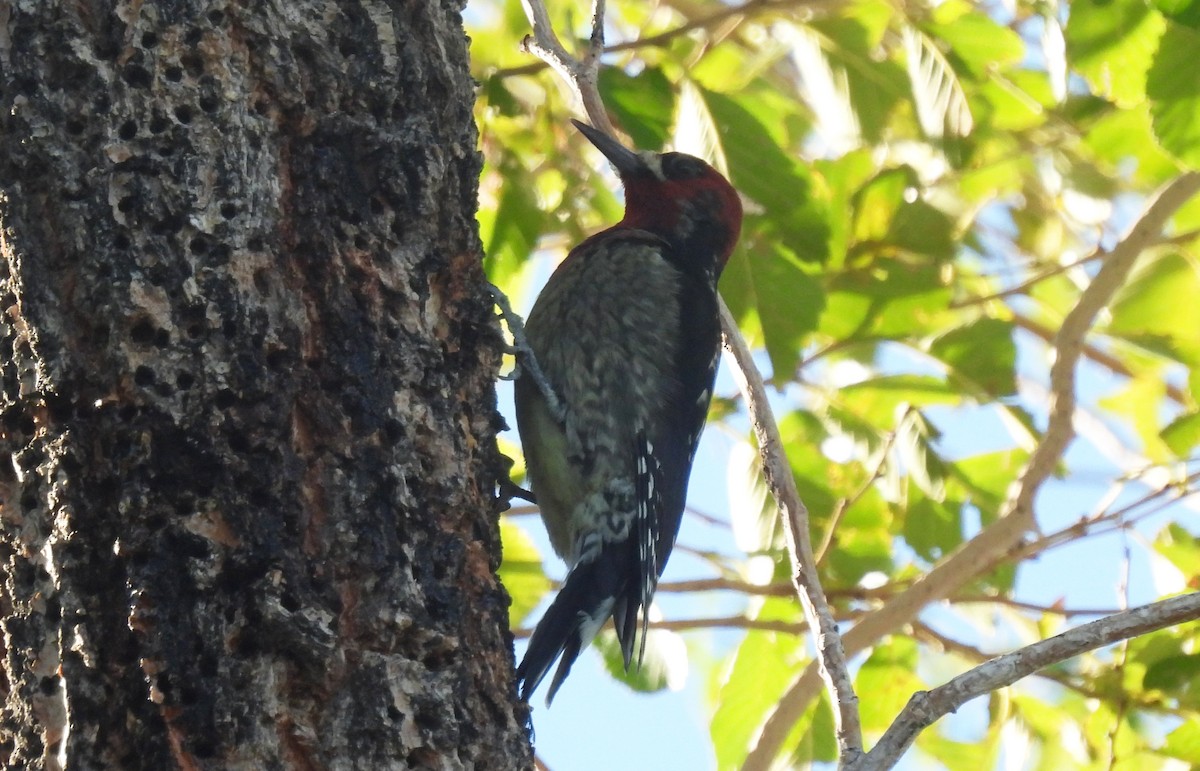 Sphyrapicus sp. - ML624046908