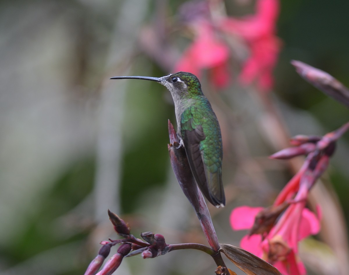 Talamanca Hummingbird - ML624046910