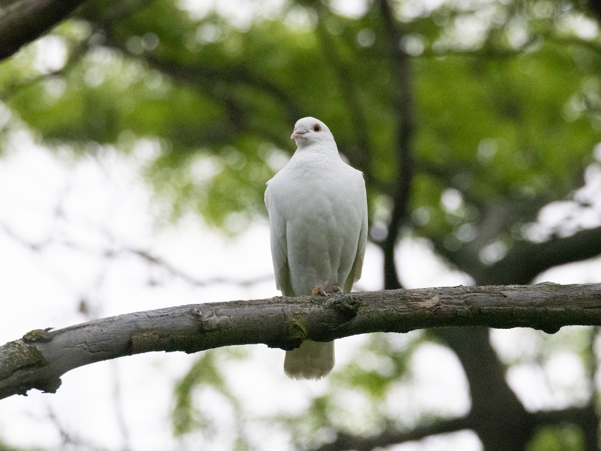 Rock Pigeon (Feral Pigeon) - ML624046916