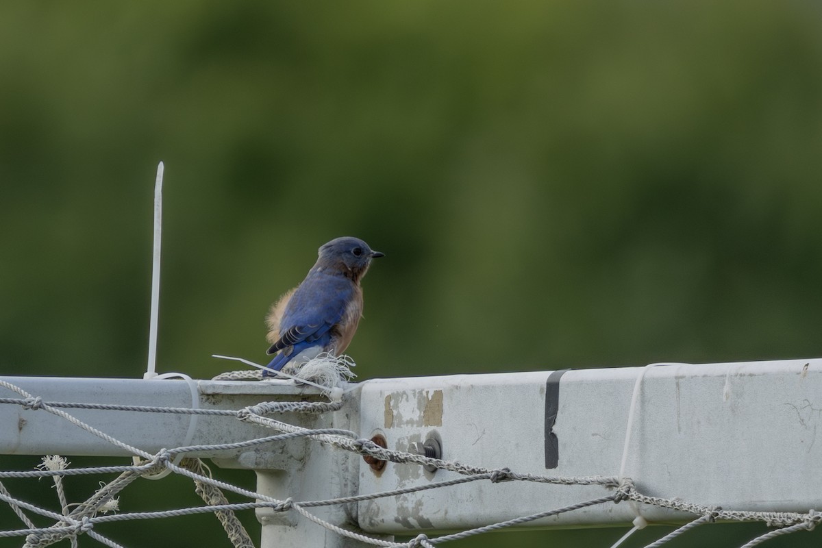 Eastern Bluebird - ML624046918