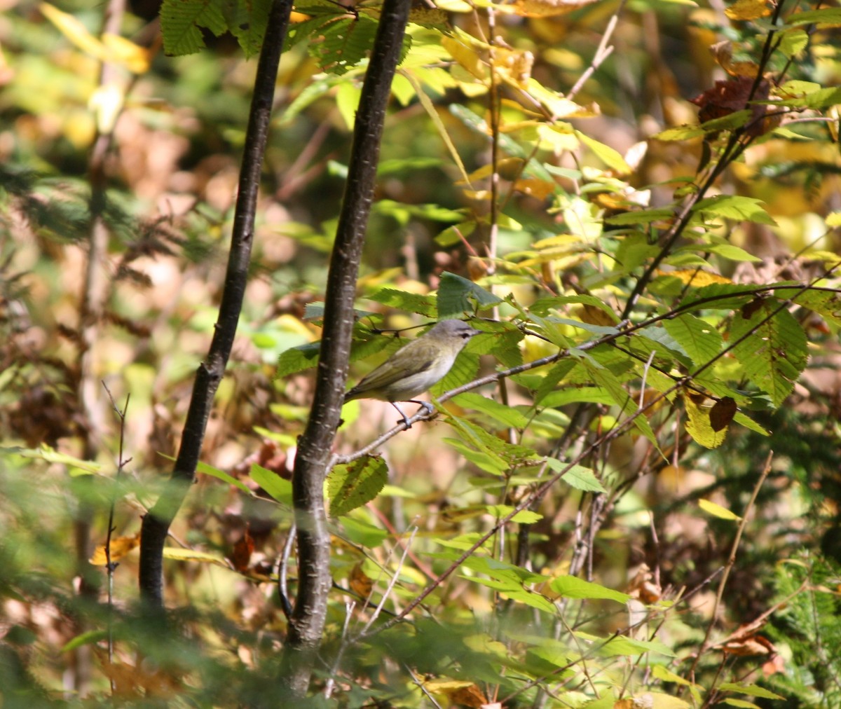 Vireo Ojirrojo - ML624046925