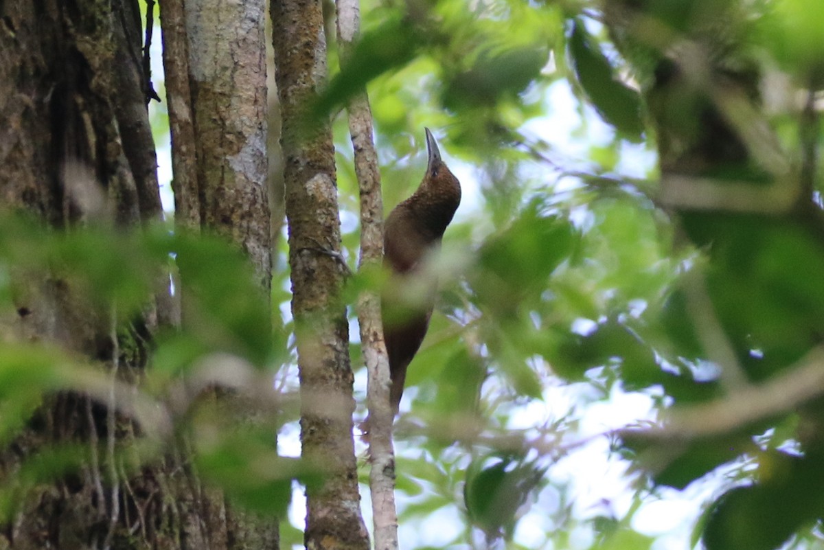 Northern Barred-Woodcreeper - ML624046971