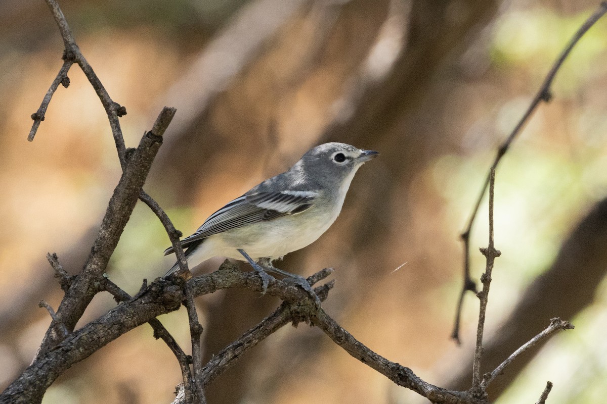 Plumbeous Vireo - ML624046975