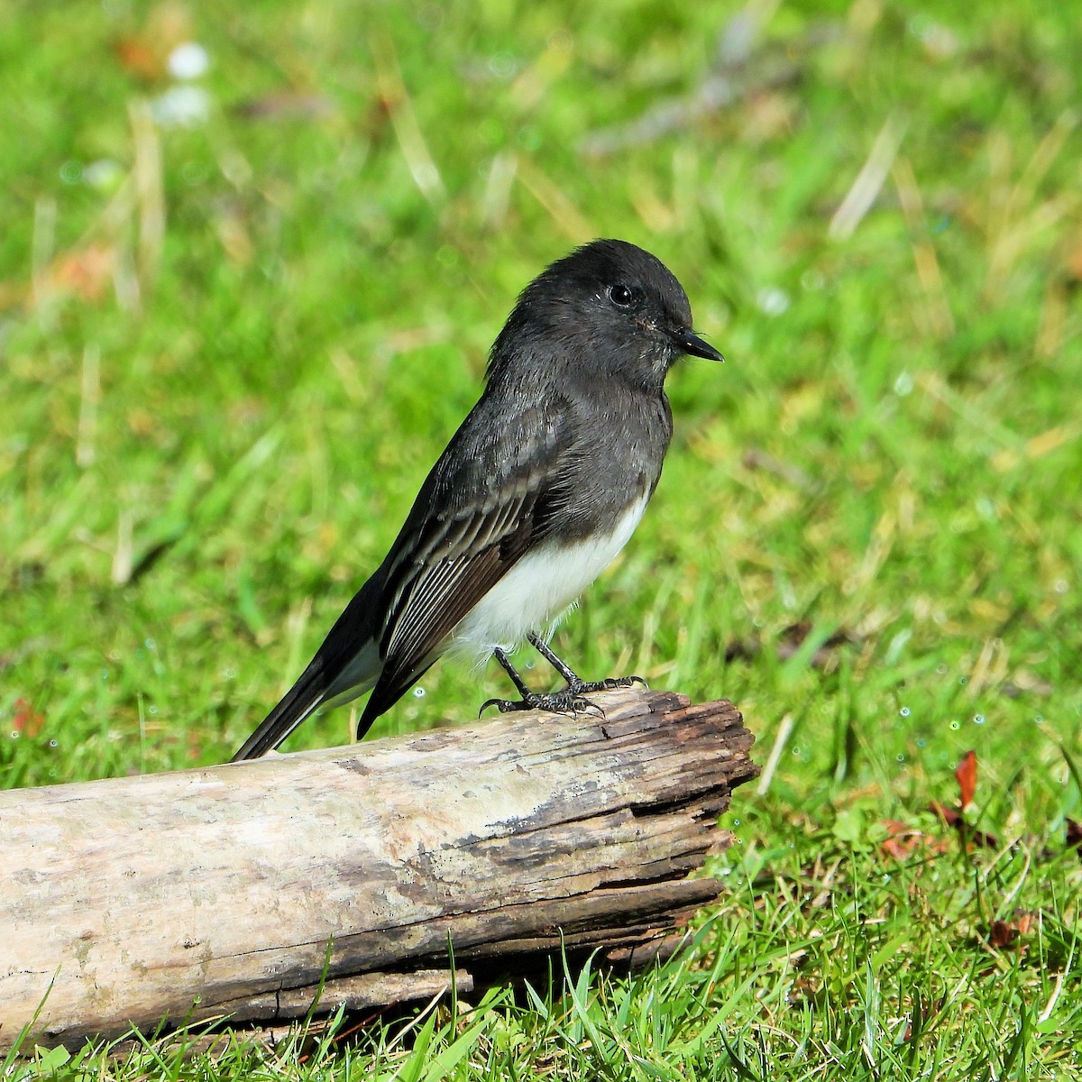 Black Phoebe - ML624046988