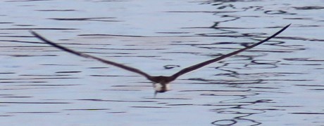 Black Skimmer - ML624046989