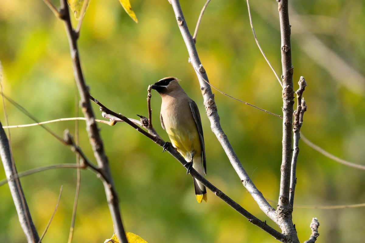 Cedar Waxwing - ML624046992