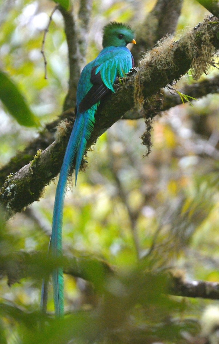 Quetzal resplendissant - ML624046998