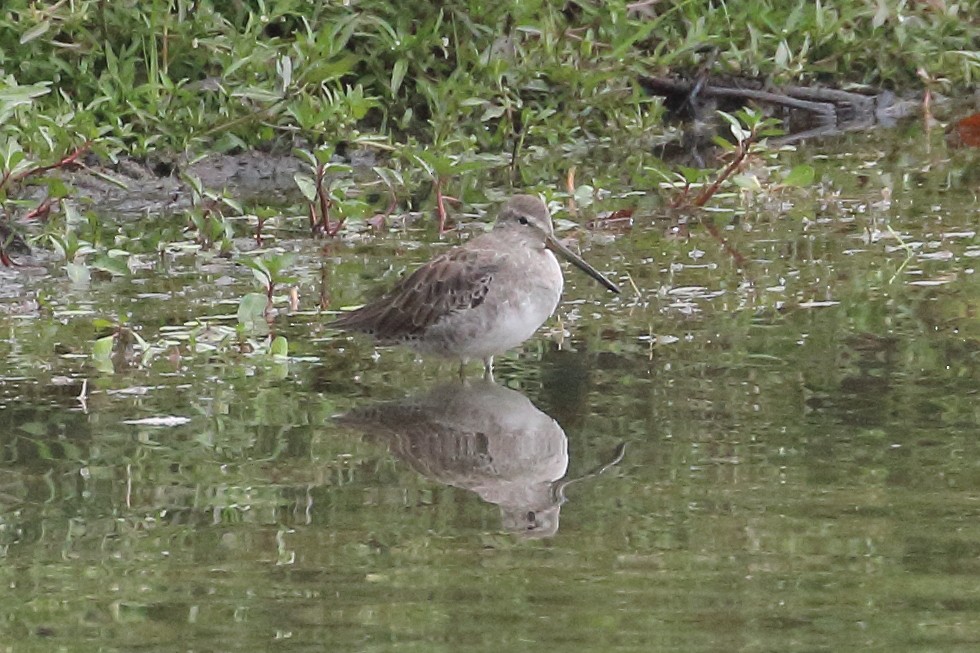 Long-billed Dowitcher - ML624047001