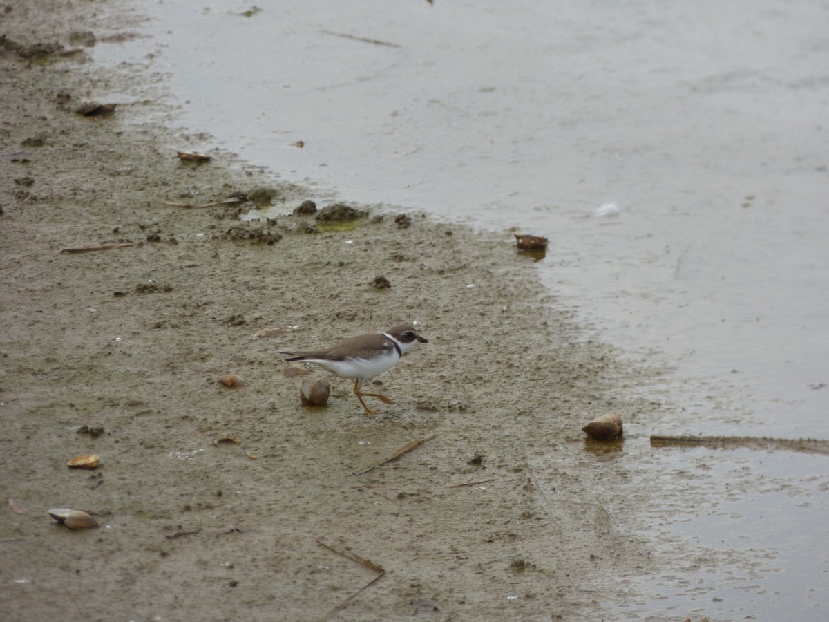 Semipalmated Plover - ML624047002