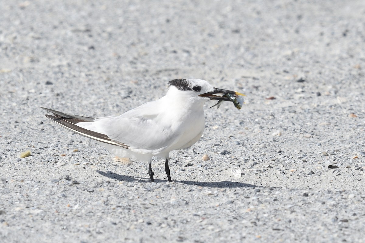 Sandwich Tern - ML624047006