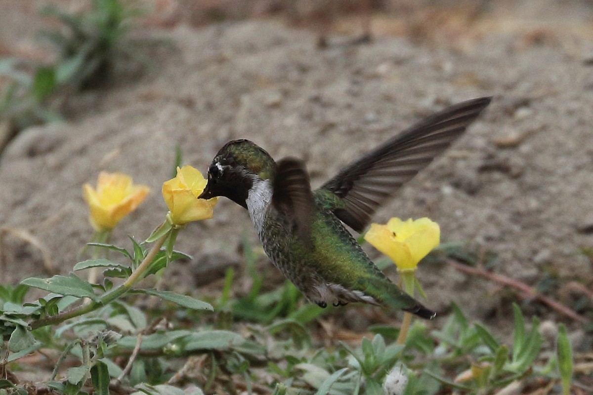 Anna's Hummingbird - ML624047008