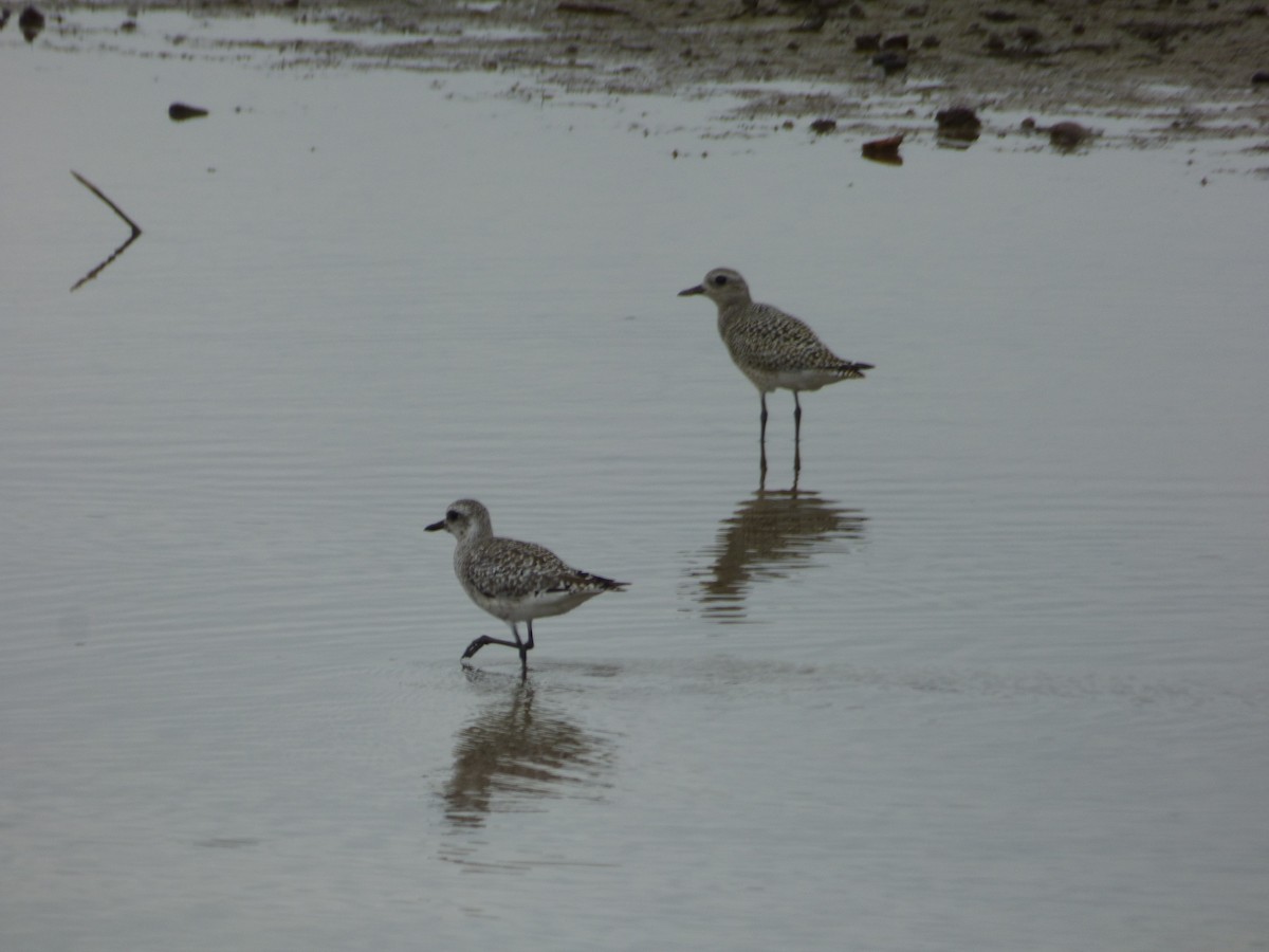 Black-bellied Plover - ML624047009