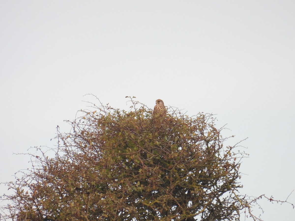 Eurasian Kestrel - ML624047012