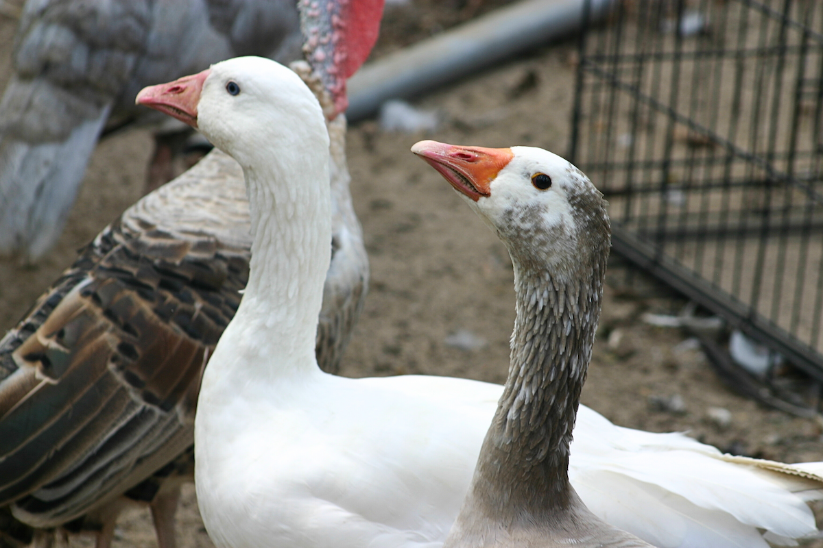 Domestic goose sp. (Domestic type) - ML624047024