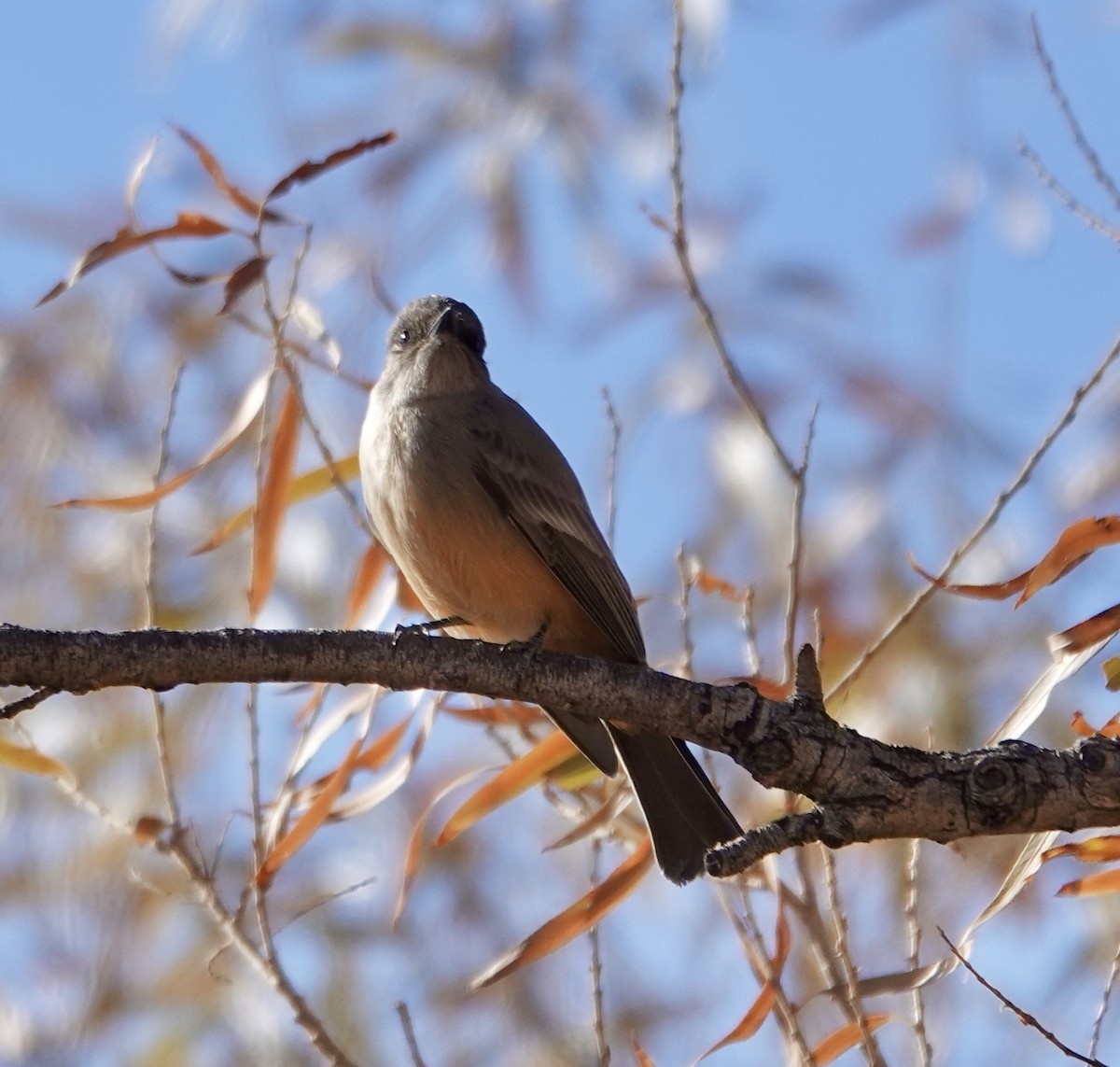 Say's Phoebe - ML624047063