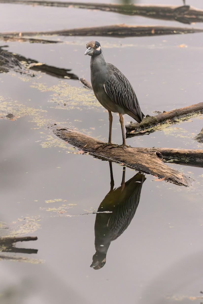 Yellow-crowned Night Heron - ML624047072