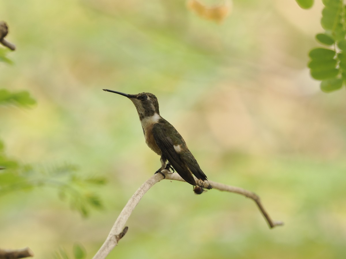 Amethyststernkolibri - ML624047088