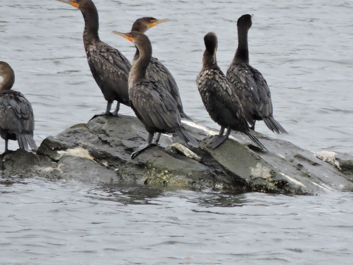 Double-crested Cormorant - Luis Mendes