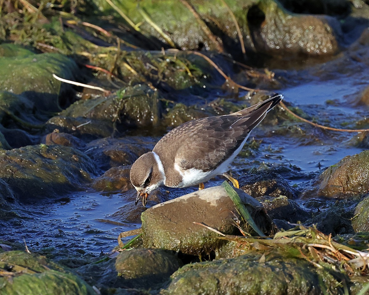 Semipalmated Plover - ML624047099