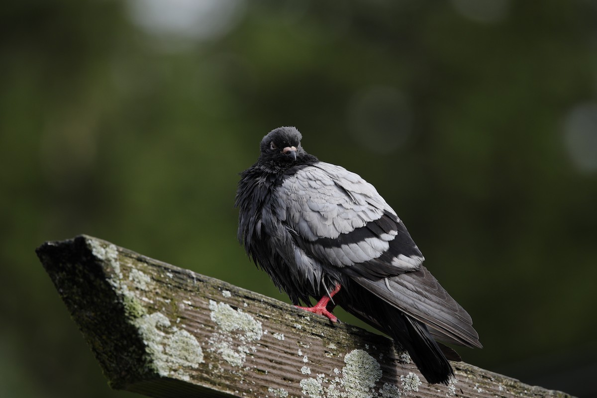 Rock Pigeon (Feral Pigeon) - ML624047100