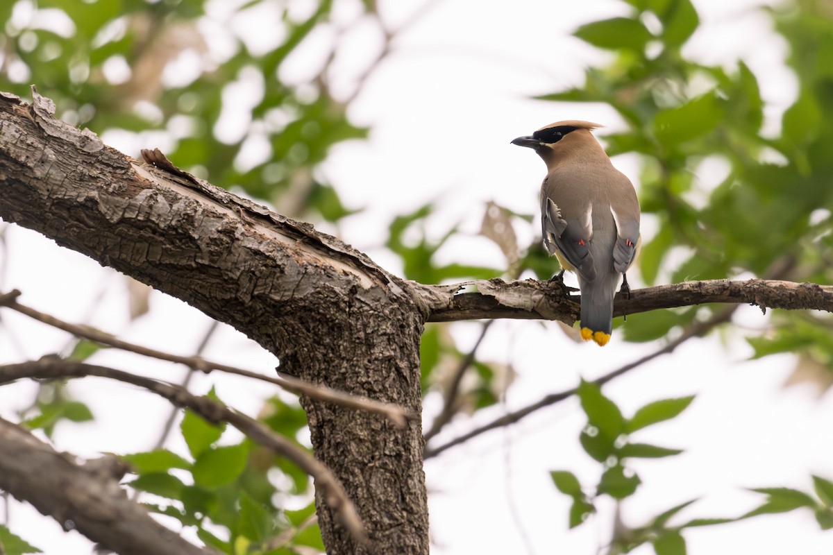 Cedar Waxwing - Roberto Carbonell