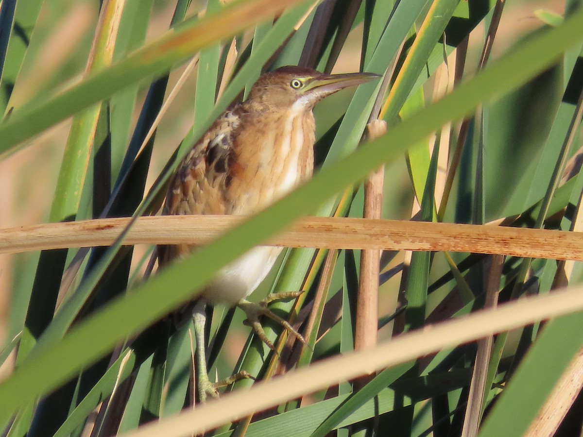 Least Bittern - ML624047104