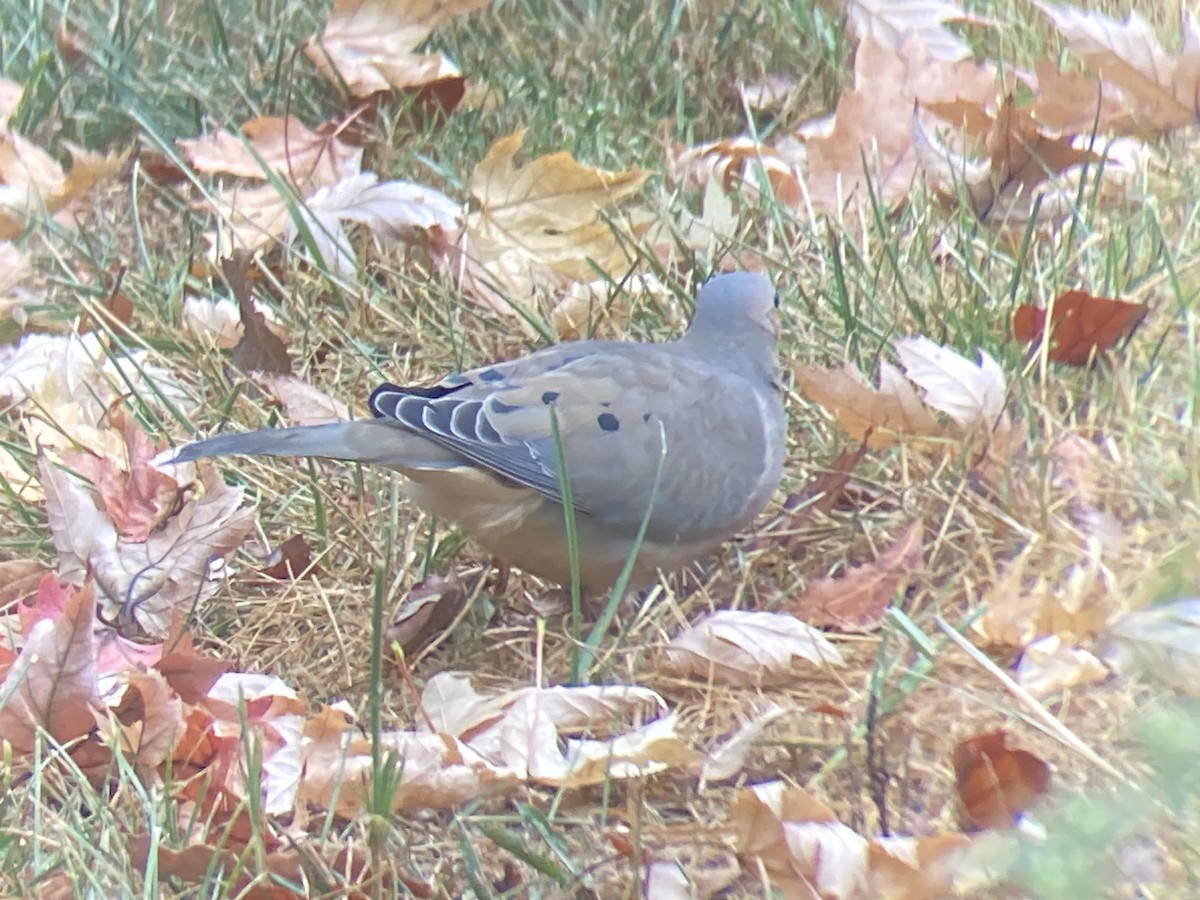 Mourning Dove - ML624047107