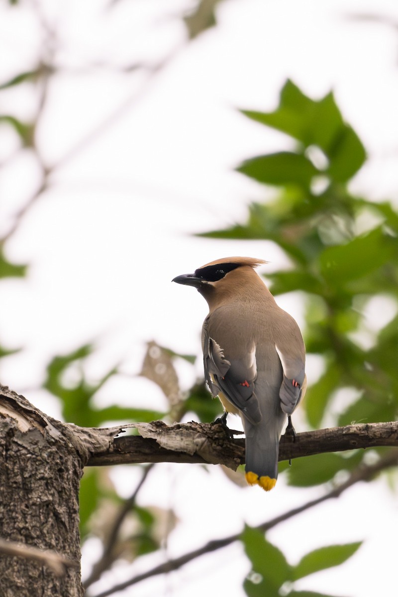 Cedar Waxwing - ML624047109