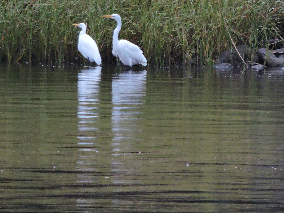 Great Egret - ML624047110