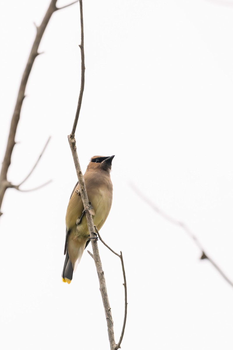 Cedar Waxwing - ML624047115