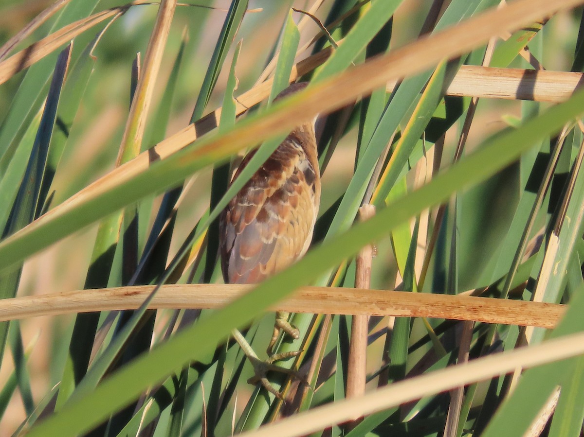 Least Bittern - ML624047119