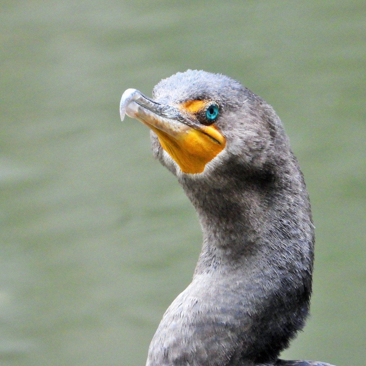 Double-crested Cormorant - ML624047120