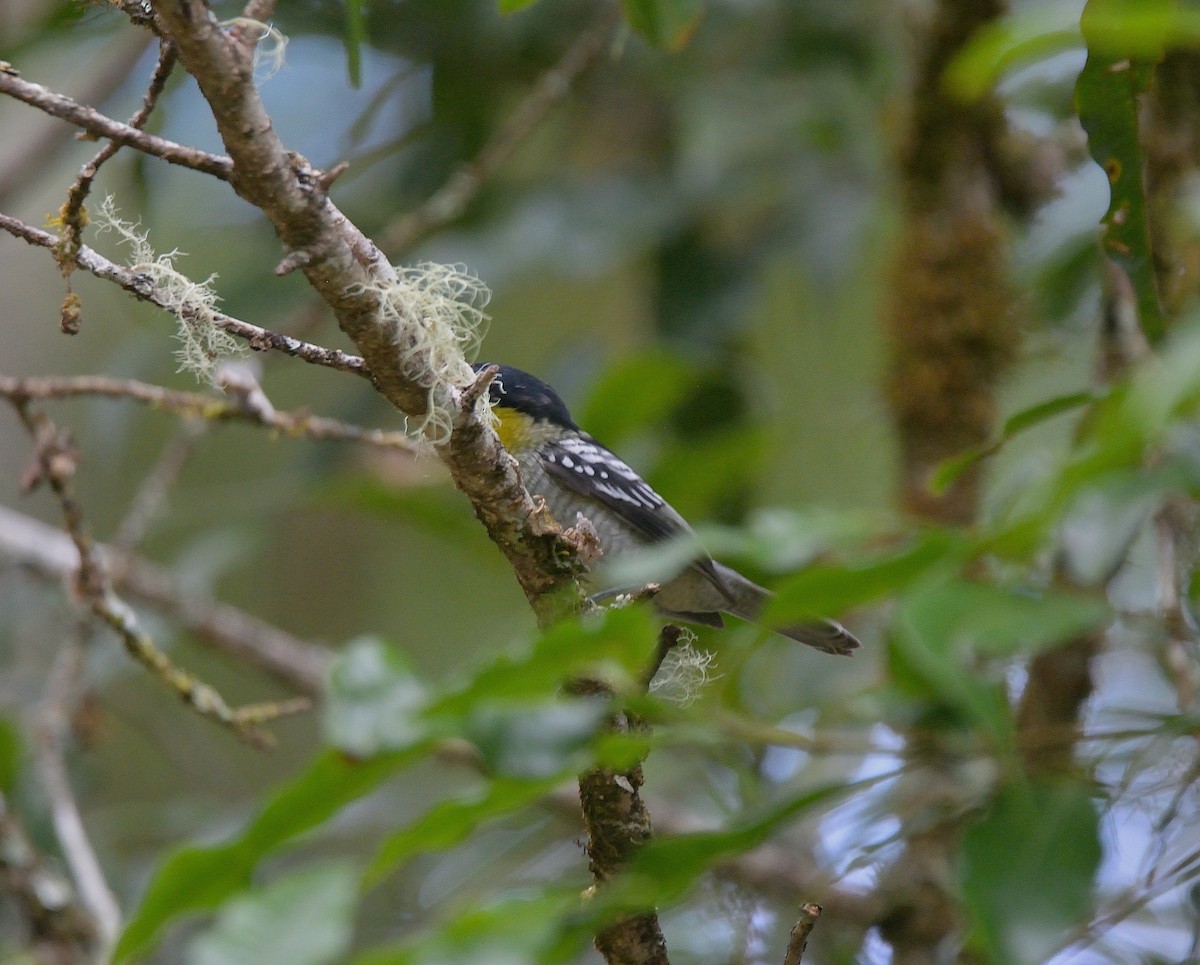 Barred Becard - Ashis Kumar  Pradhan