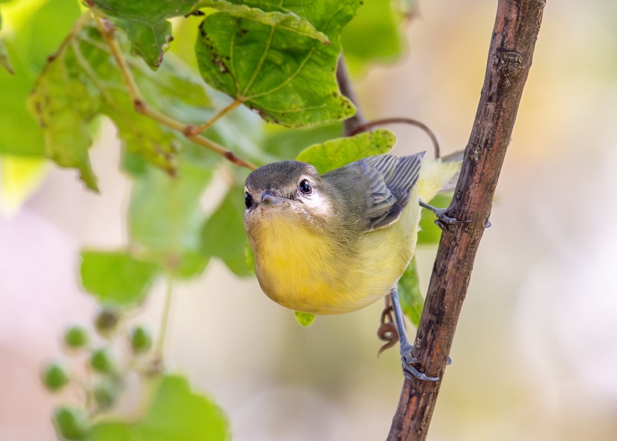 Philadelphia Vireo - ML624047129