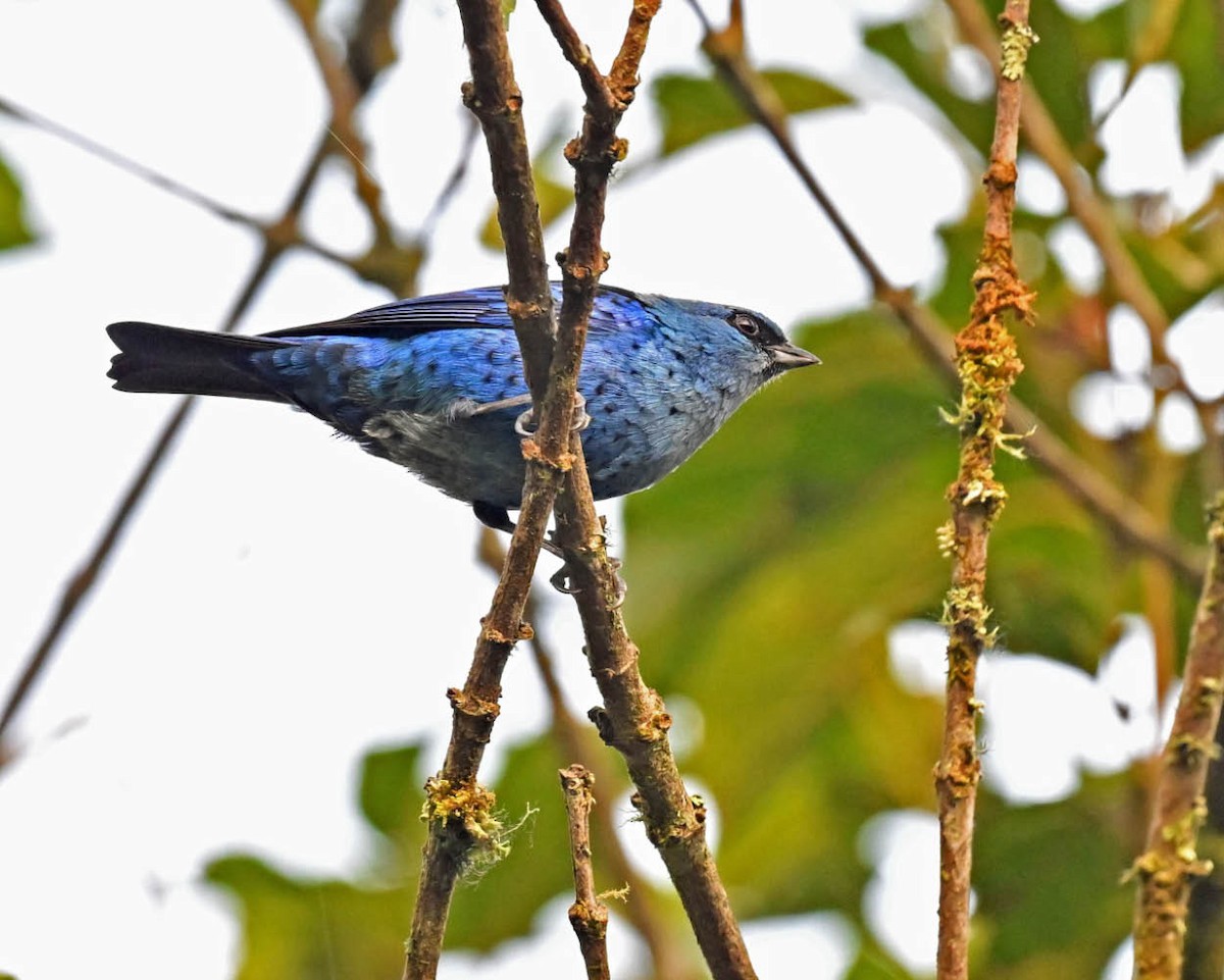 Blue-and-black Tanager - ML624047138