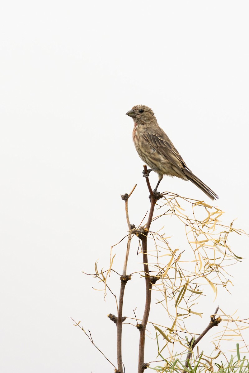 House Finch - ML624047148