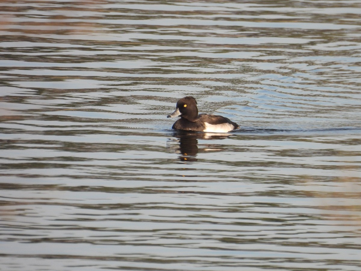 Tufted Duck - ML624047175