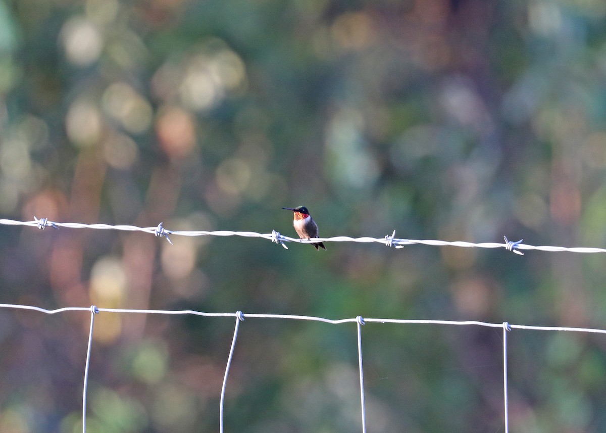 Ruby-throated Hummingbird - ML624047182