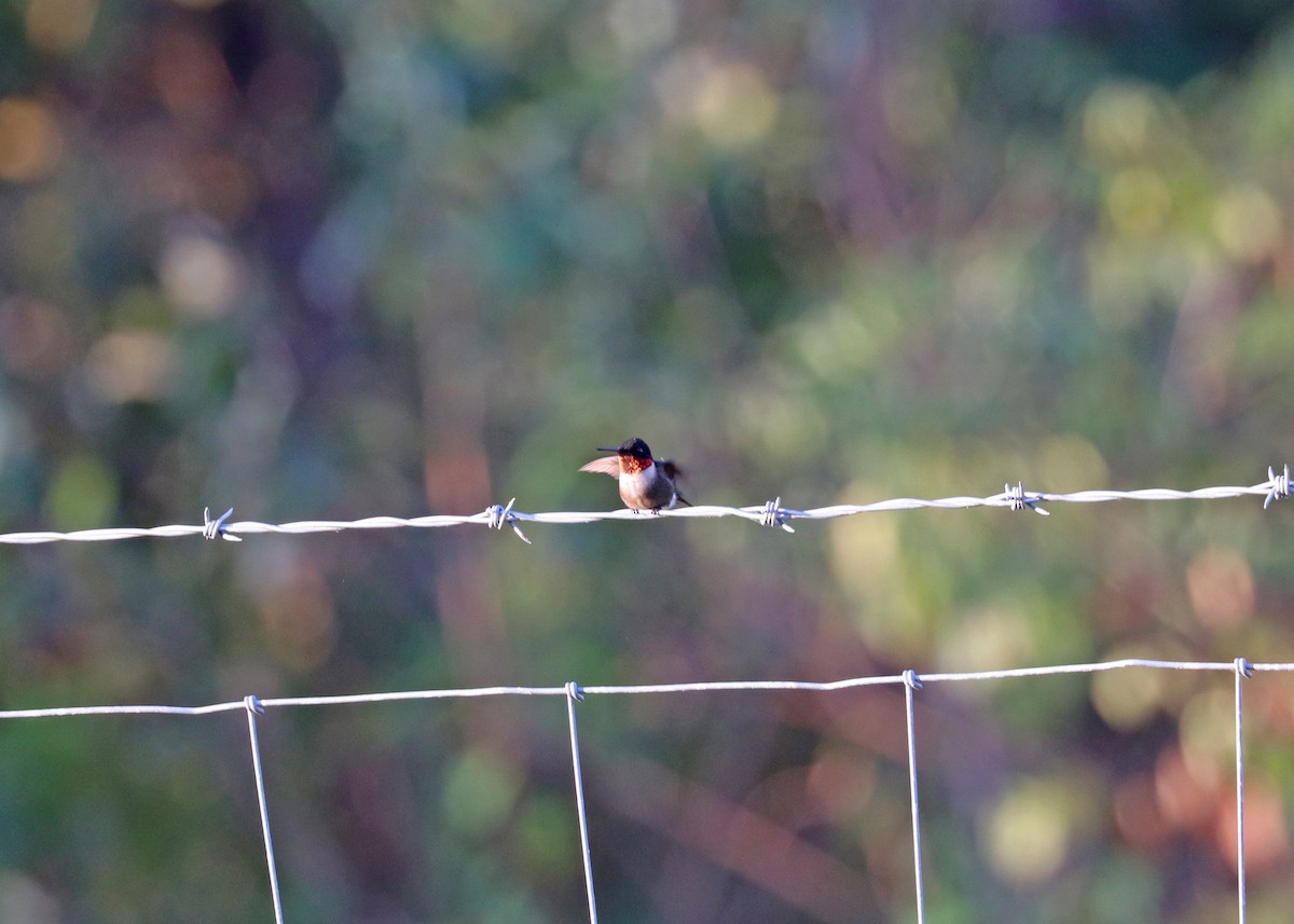 Ruby-throated Hummingbird - Noreen Baker