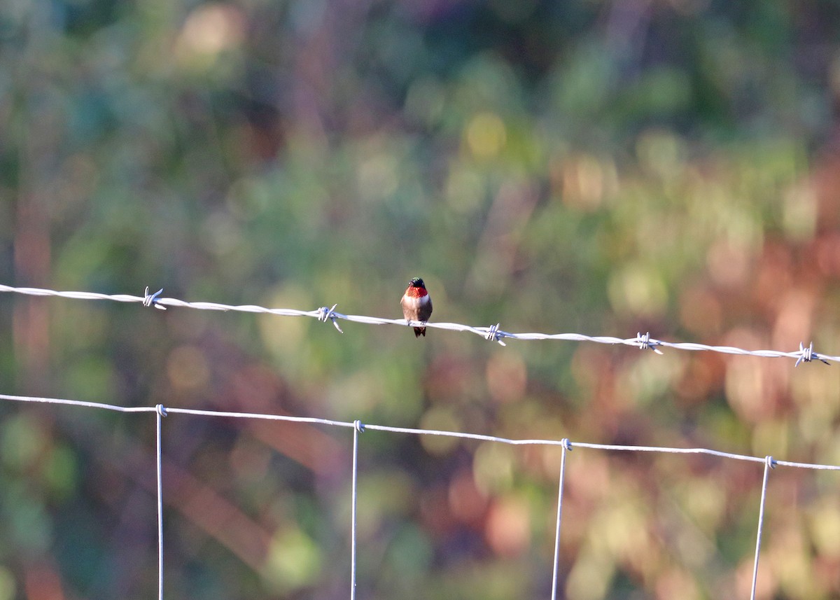 Ruby-throated Hummingbird - ML624047185