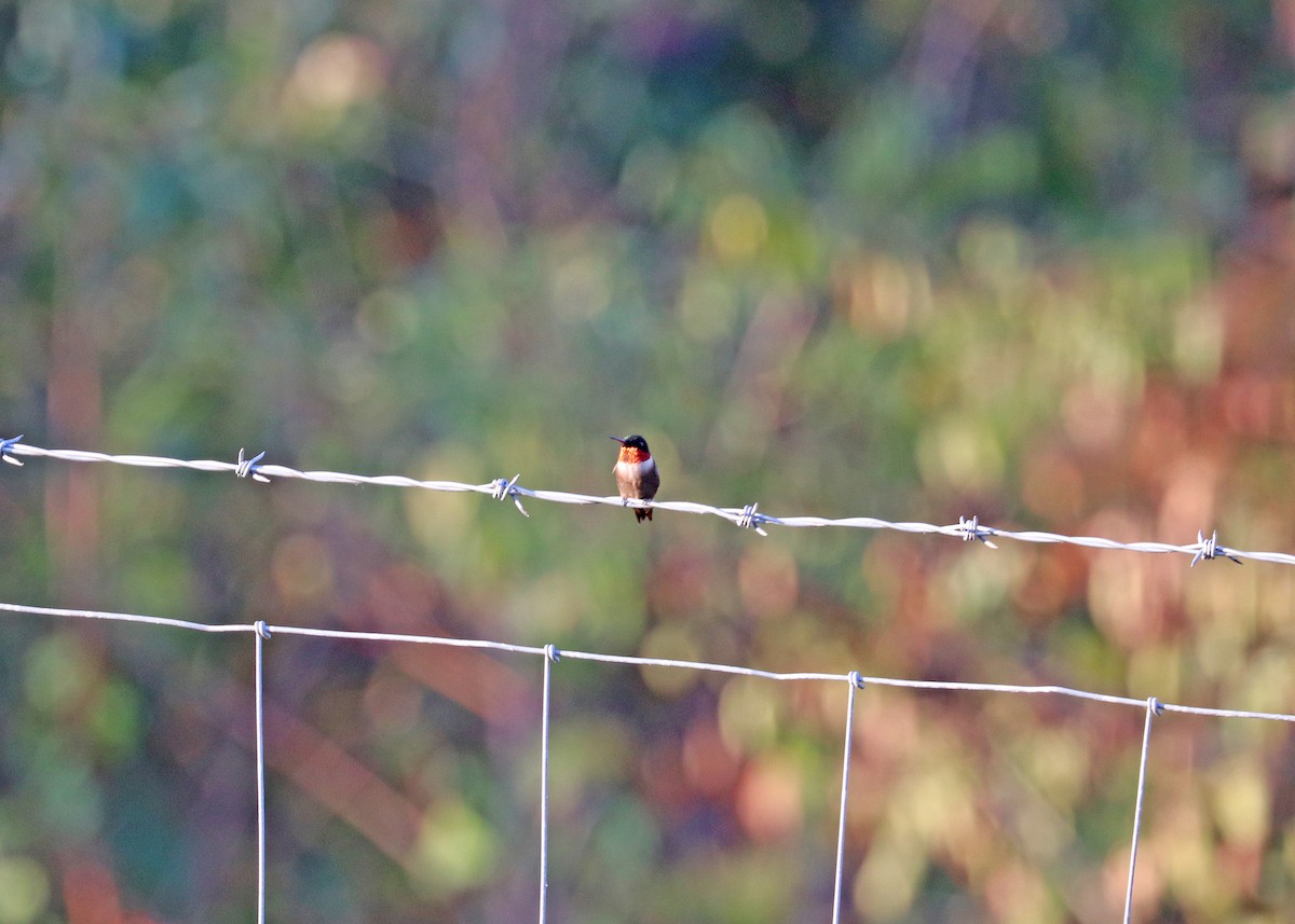 Ruby-throated Hummingbird - ML624047186