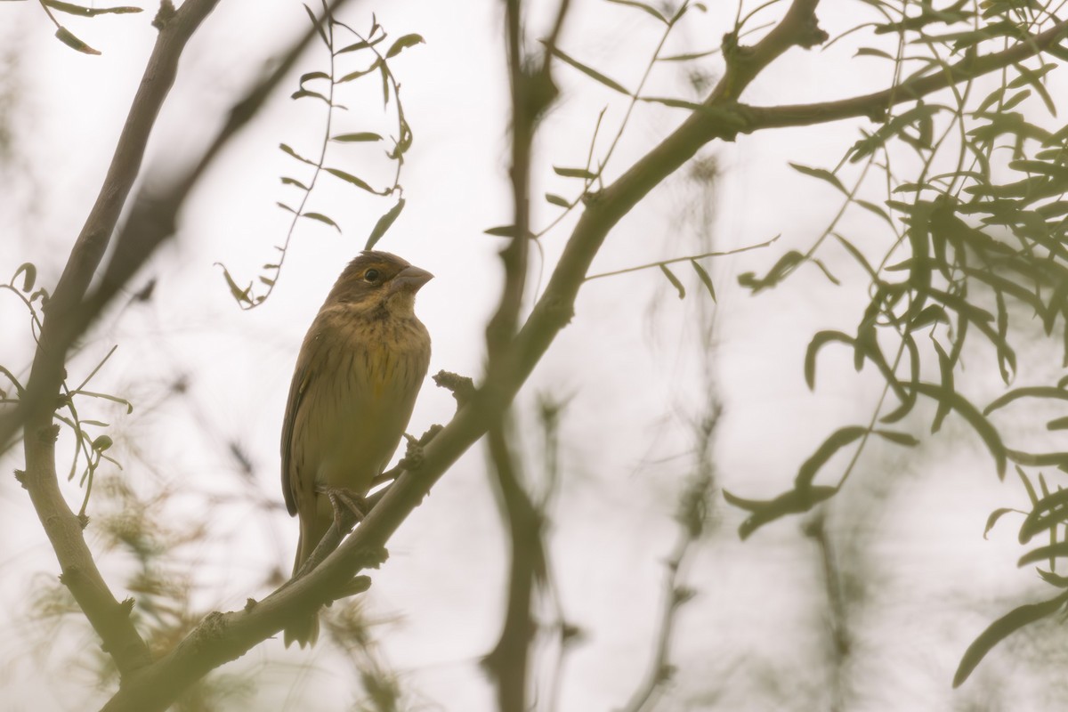 Dickcissel d'Amérique - ML624047192