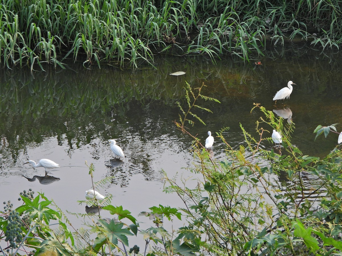 Snowy Egret - ML624047201