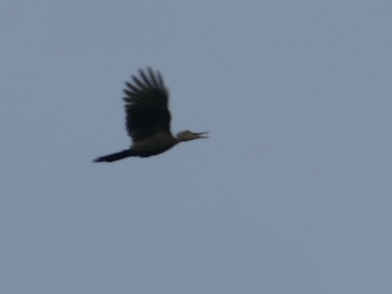 Great Slaty Woodpecker - ML624047209