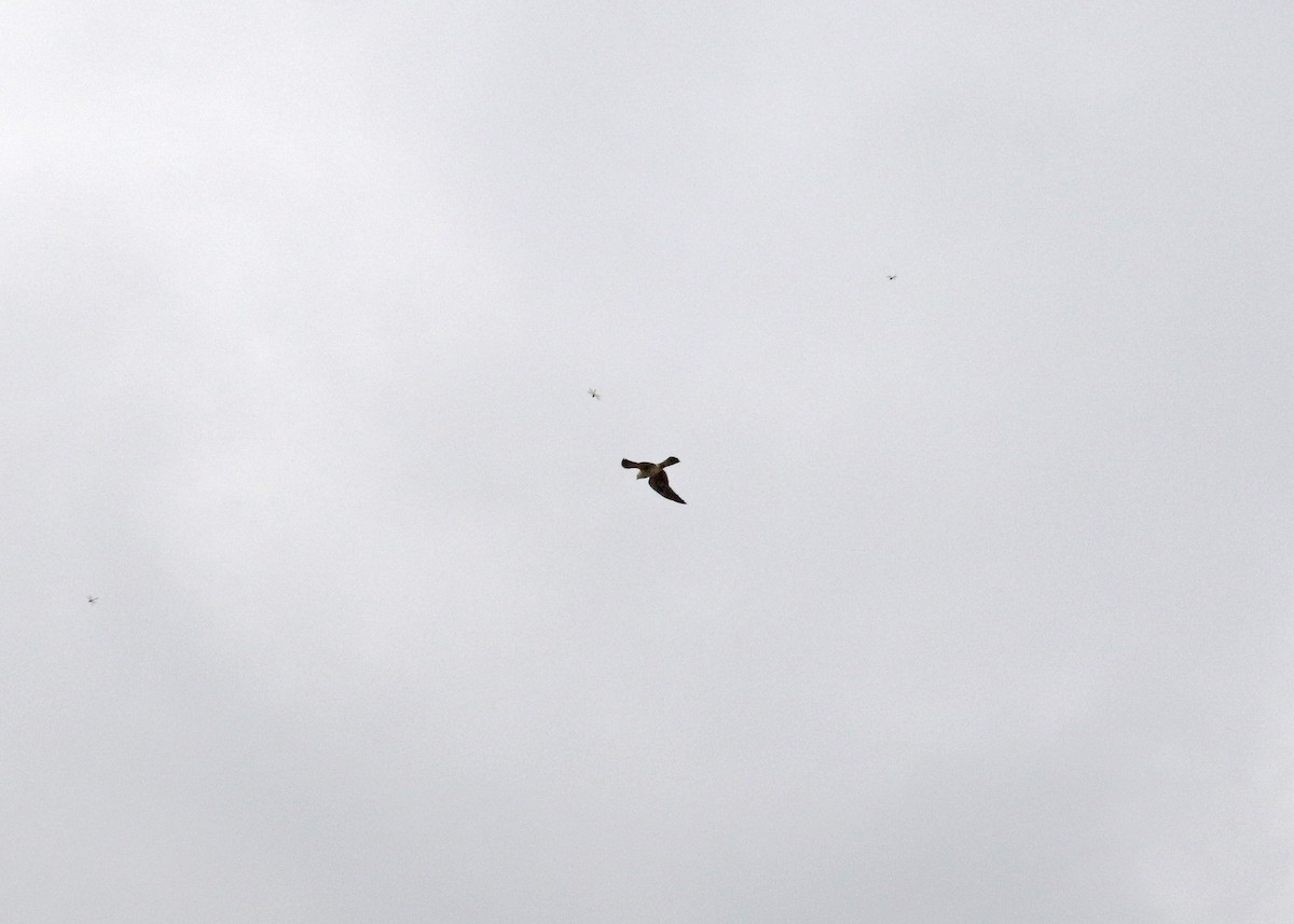 Mississippi Kite - ML624047213