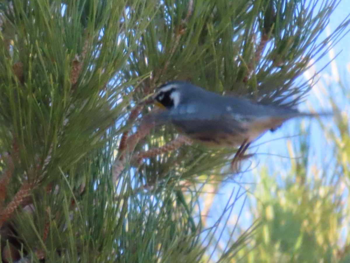 Yellow-throated Warbler - ML624047216