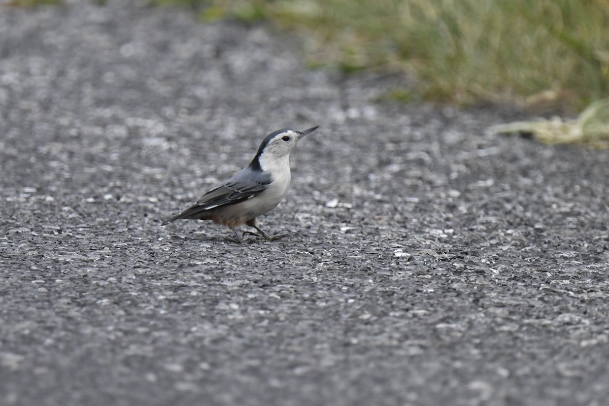 White-breasted Nuthatch - ML624047218