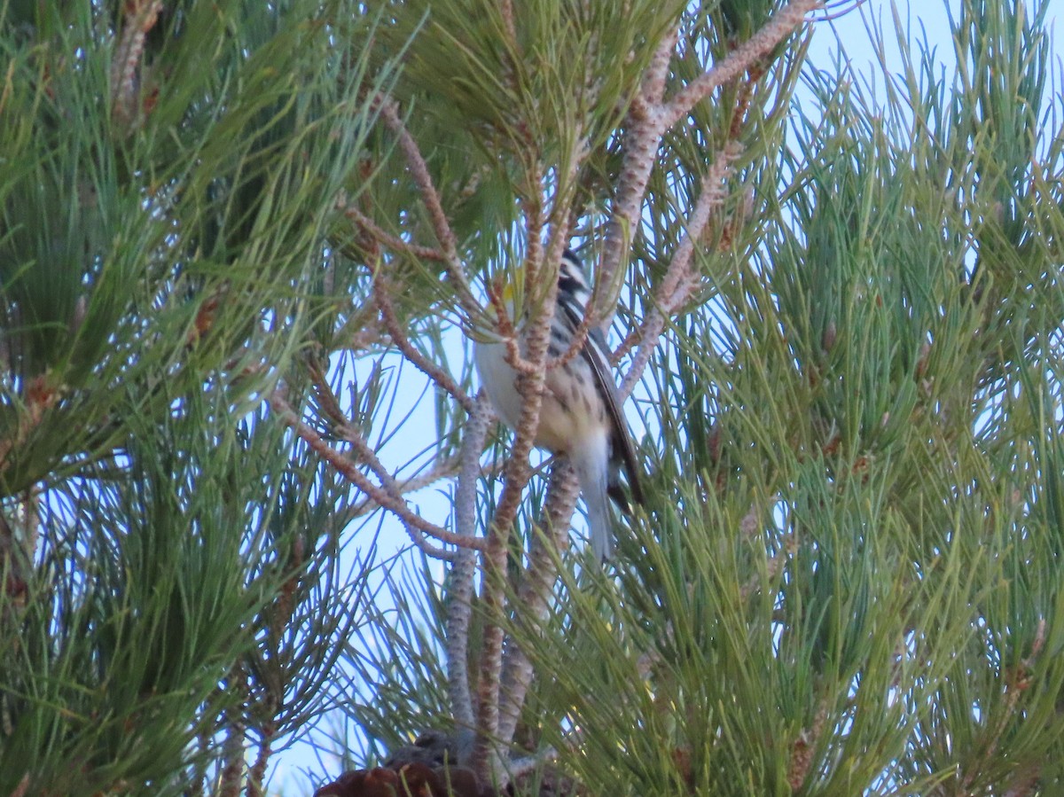 Yellow-throated Warbler - ML624047220