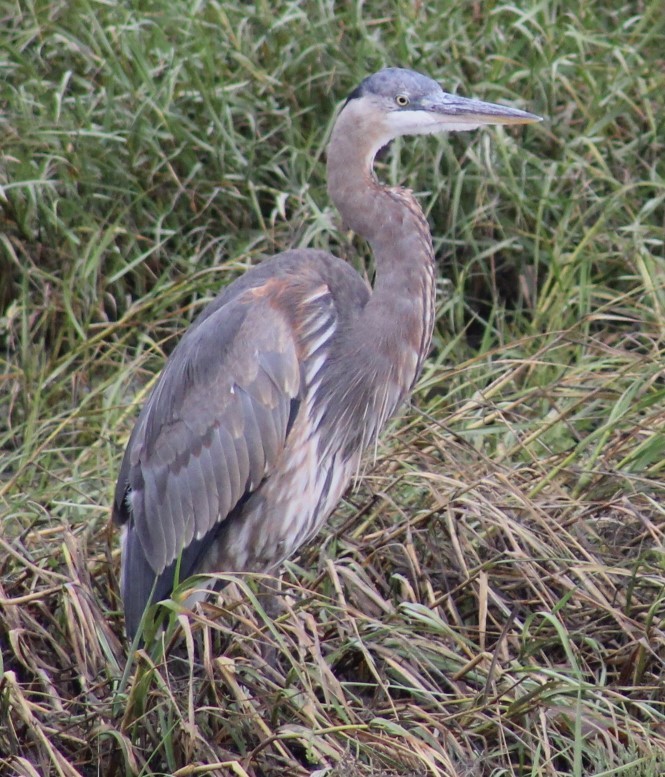 Great Blue Heron - ML624047221