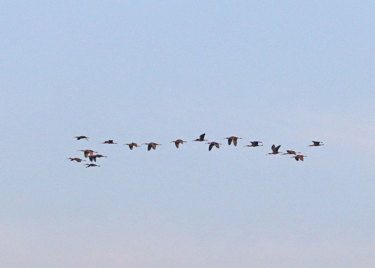 White-faced Ibis - ML624047224